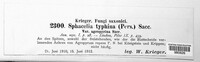 Epichloe typhina image